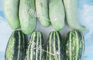 网红吃瓜走红,揭秘网络红人的爆红之路  第2张